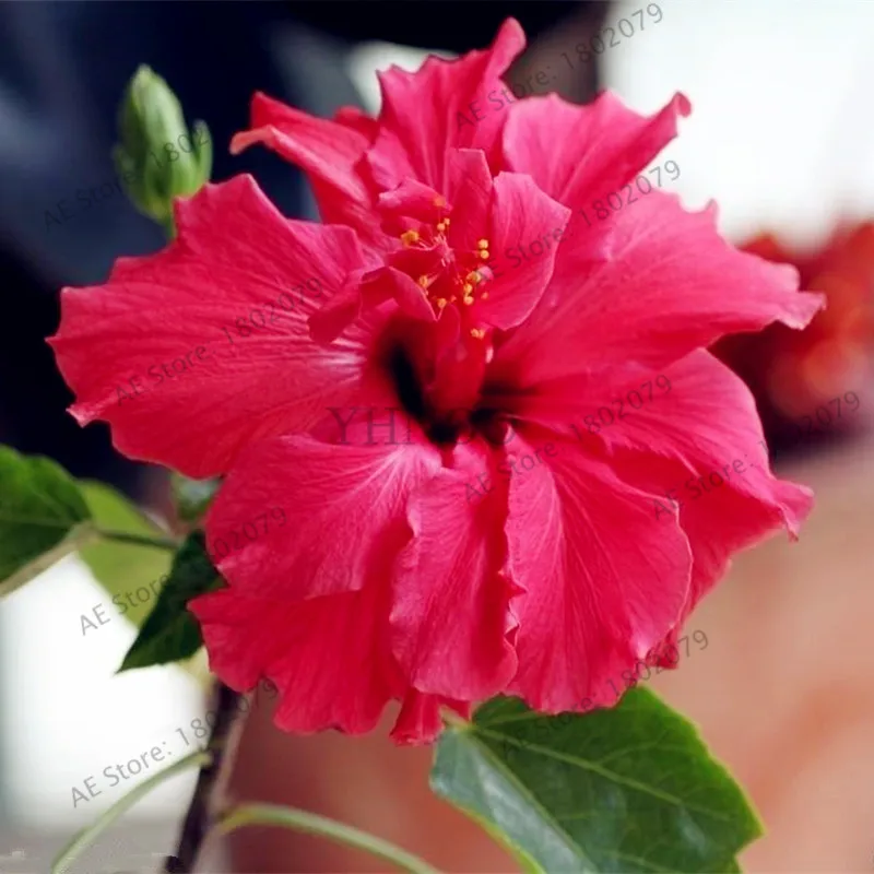 50 шт./пакет смешанный цвет Гибискус mutabilis цветок flores обеденная тарелка Гибискус Многолетние цветы для украшения дома, карликовые деревья садовое насаждение - Цвет: 3