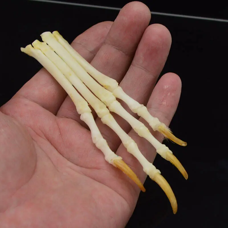 1:1 настоящий череп красная лиса Серебряная крест лисы ноги сочлененные кости