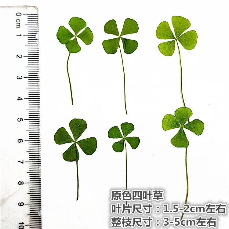 

250pcs Pressed Dried Clover Leaf Dry Plants For Epoxy Resin Pendant Necklace Jewelry Making Craft DIY Accessories