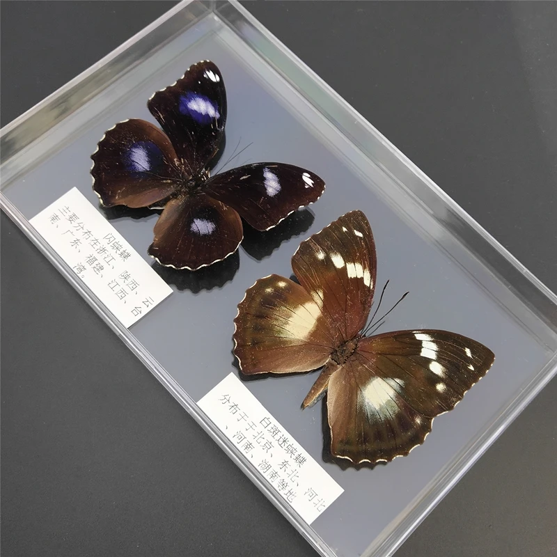 56 real butterfly specimens ornaments insect spreading wings specimen box monarch decoration | Дом и сад