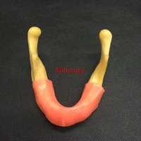 dental implant model training tool mandible with soft tissue