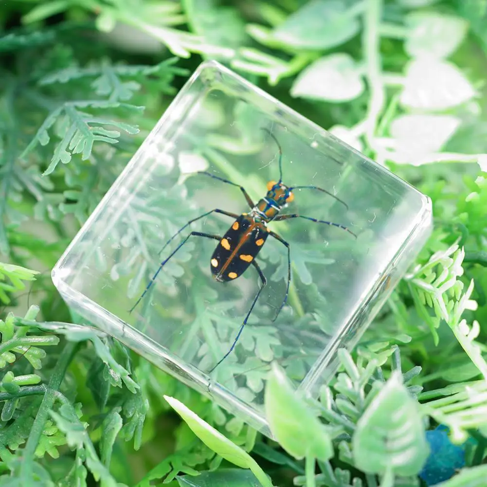 

Insect Figure Model Toys Creative Sample Resin Specimen Style Paperweight Kids Education Collection Gift Random W5Z2