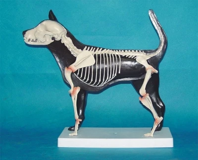 Dog Bones model animal Anatomical Model Medical Teaching Aids free shipping