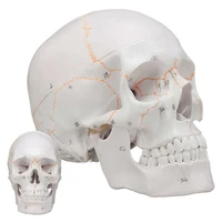 11 disassembled adult size skull anatomical model anatomy skeleton skull model detachable medical model 3 parts