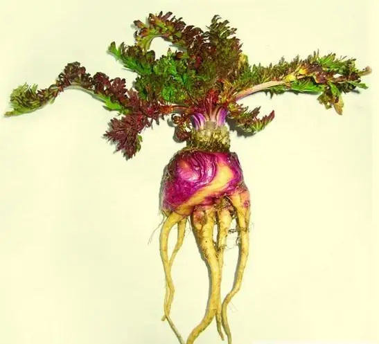 Натуральные гранулы увеличение уровня спермы количества и активности повышение