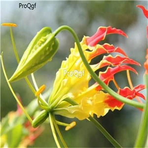 Ngryise 5 шт набор Gloriosa superba - Цвет: 8