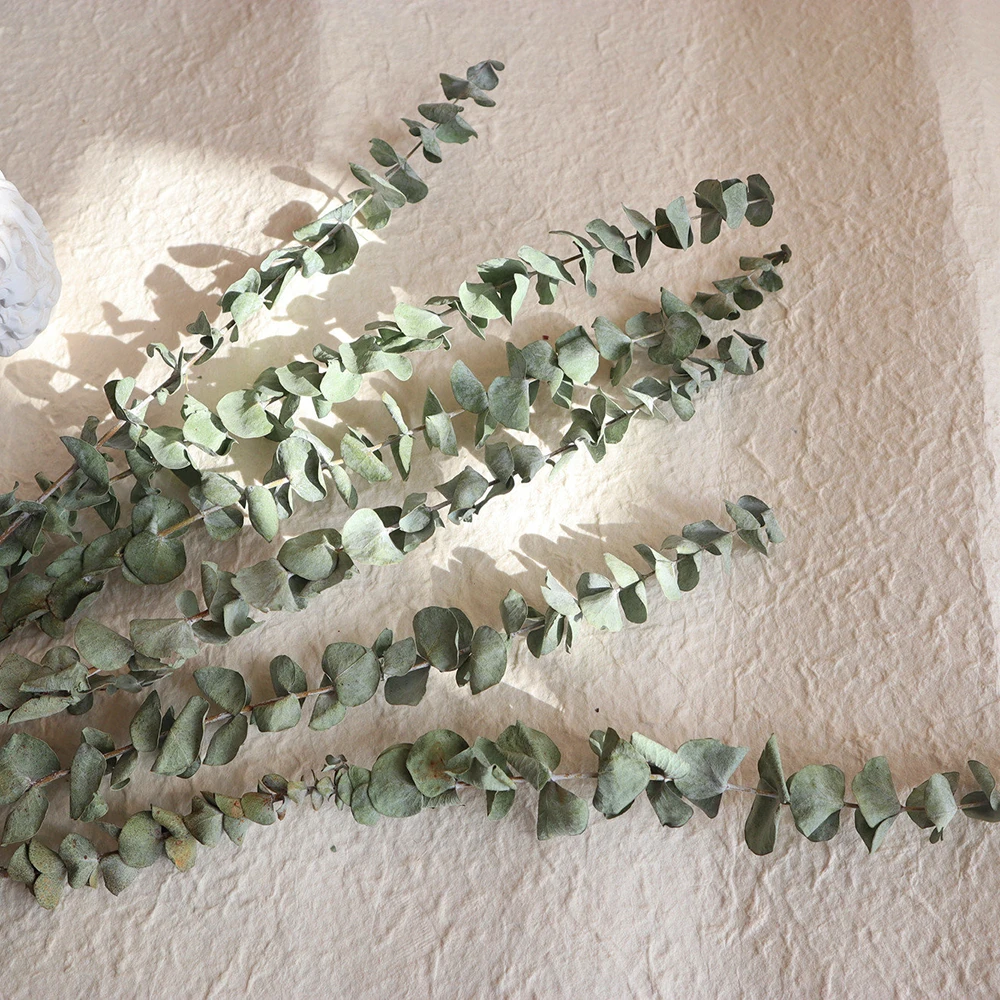

10Pcs/Bunch Natural Eucalyptus Leaves Dried Flowers Natura Plants Home Wedding Decor Eucalyptus Branches Stems Real Plant Decor