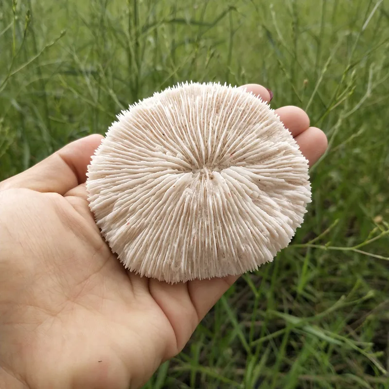 2 шт./пакет морские коралловые грибы коралловые аквариумные водные пейзажи коралловые предметы интерьера морские образцы свадебные украшения