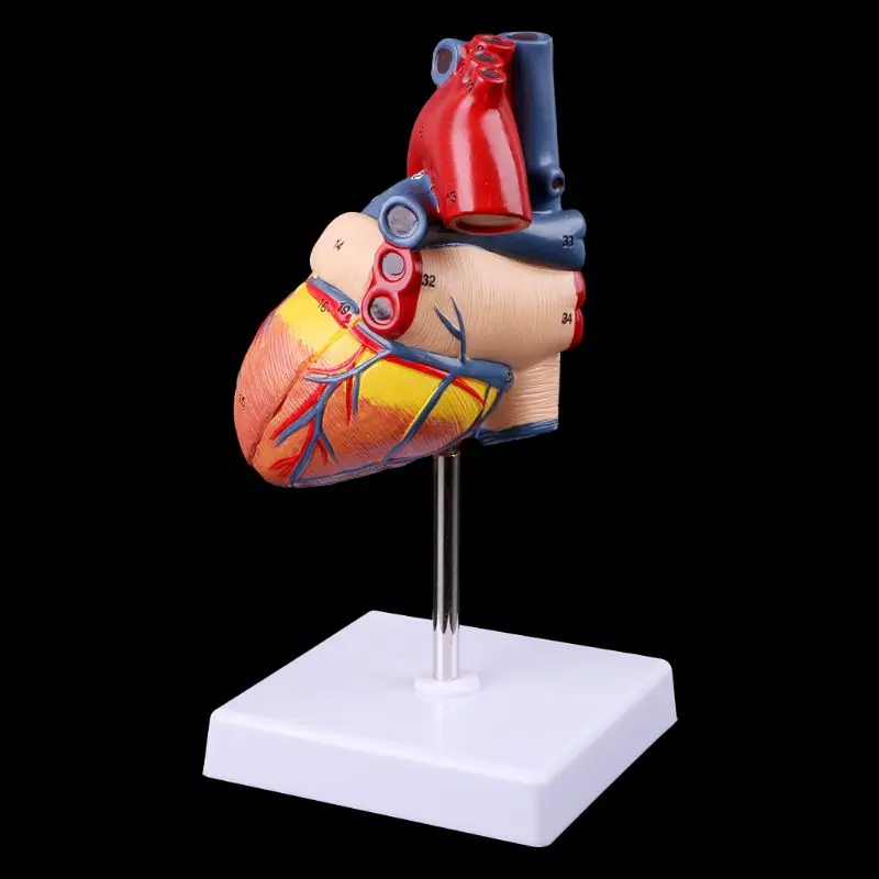 Disassembled Anatomical Human Heart Model Anatomy Medical Teaching Tool | Канцтовары для офиса и дома