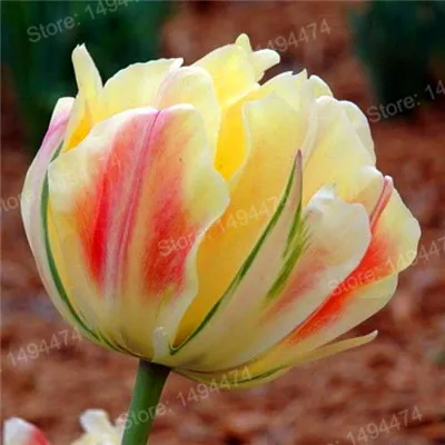 Светло-желтый 100pcs Tulip flores White Blue Purple mixed color Flower plantas bonsai flower plante colorful plants for home garden - Цвет: Светло-желтый