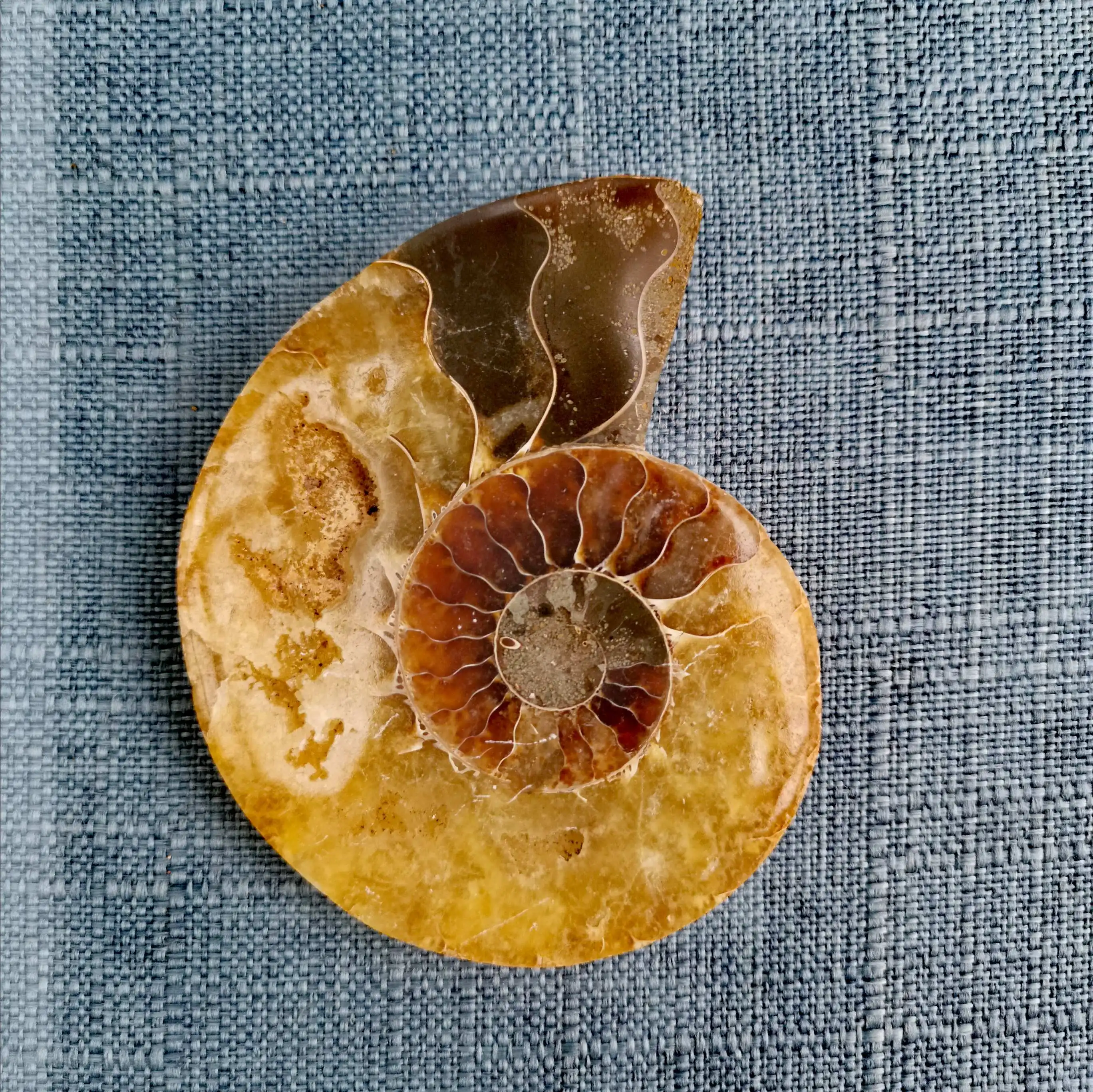 

1PC Good quality AMMONITE PRETTY NAUTILUS MADAGASCAR FOSSIL SPECIMEN HEALING Luck Home Office Decor BirthdayGift