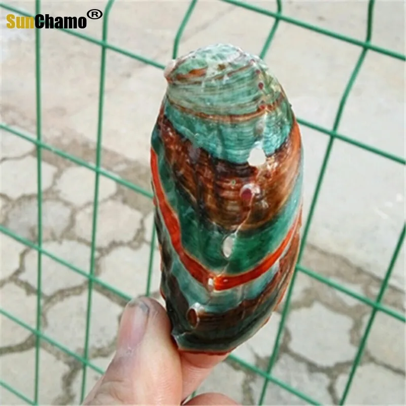 Ракушка в виде натуральных ракушек красочная ракушка форме морской звезды