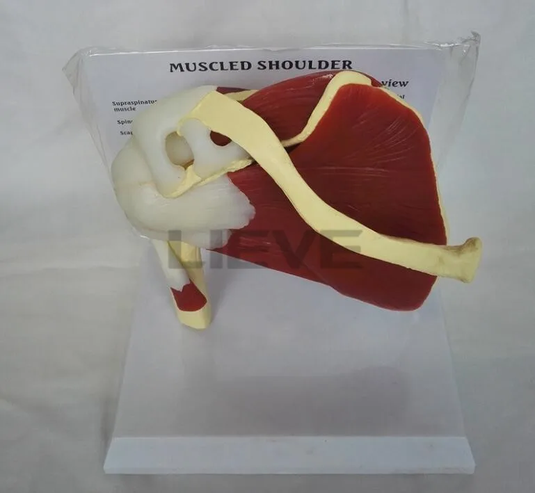 Модель человеческого скелета плечевого отверстия на ключицах модель мышц