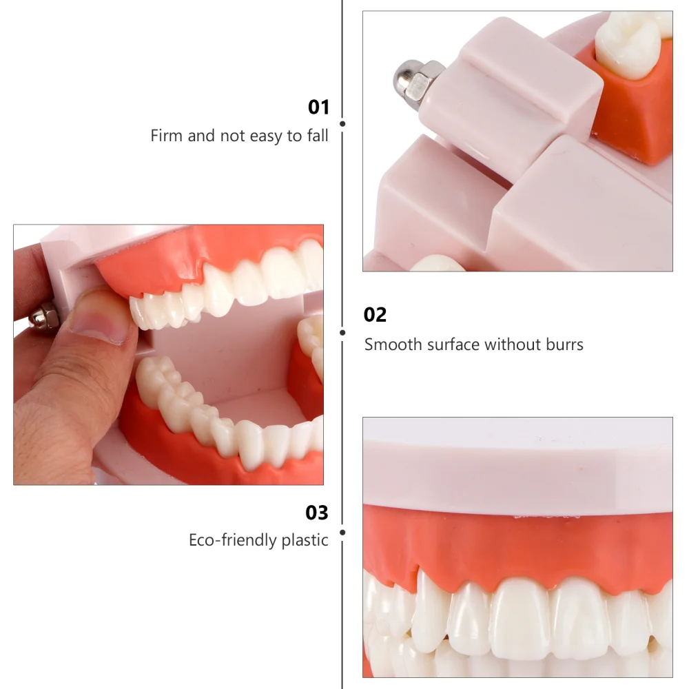

Teeth Model Standard Teaching Study Typodont Demonstration Tool