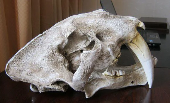 AMERICAN ANCIENT ANIMALS 1:1 HIGH QUALITY SABER TOOTH CAT TIGER SKULL SABERTOOTH SMILODON FATALIS MODEL | Дом и сад