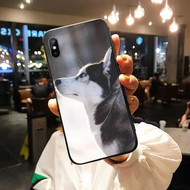 

Funny dog Siberian Husky Phone Case for iPhone 11 12 pro XS MAX 8 7 6 6S Plus X 5S SE 2020 XR
