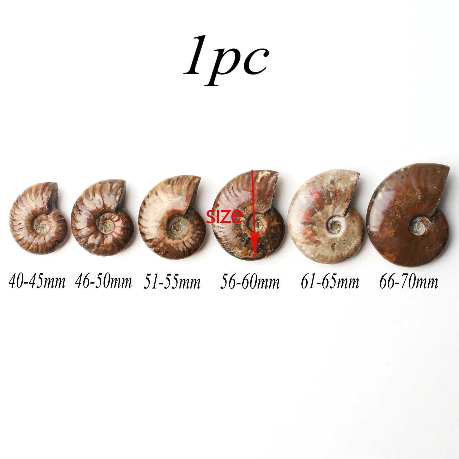 1PC Immemorial Spiral Natural Ammonite Fossil Pure Conch Rough Stone Handicraft Played on Palms Healing | Дом и сад