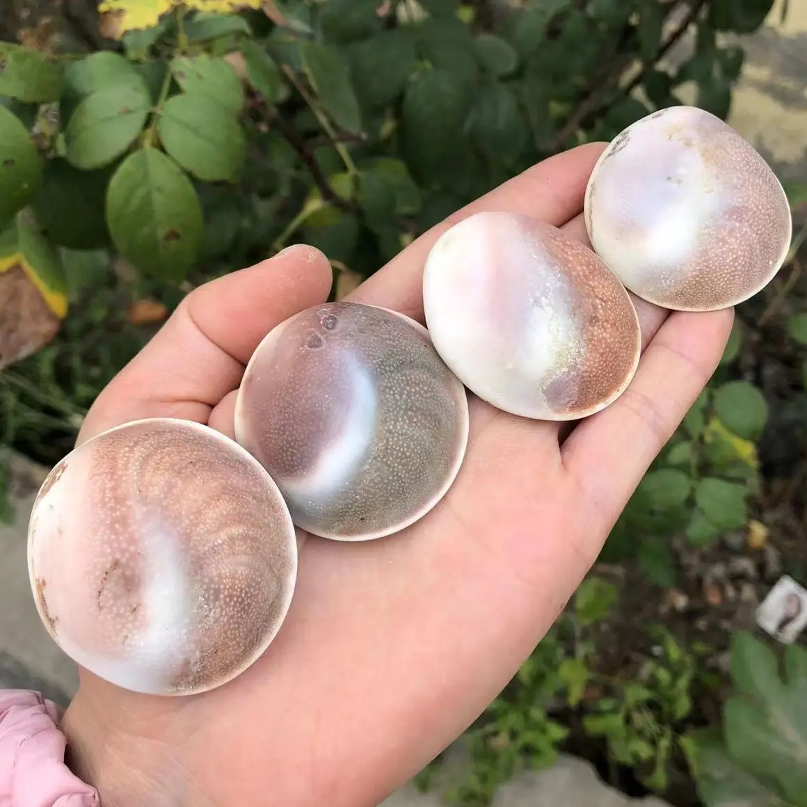 

1PC 40-45MM Fossil Natural Sea Shells, Fossil Mineral Specimens, Aquarium Room Home Decoration, Reiki Energy Stone