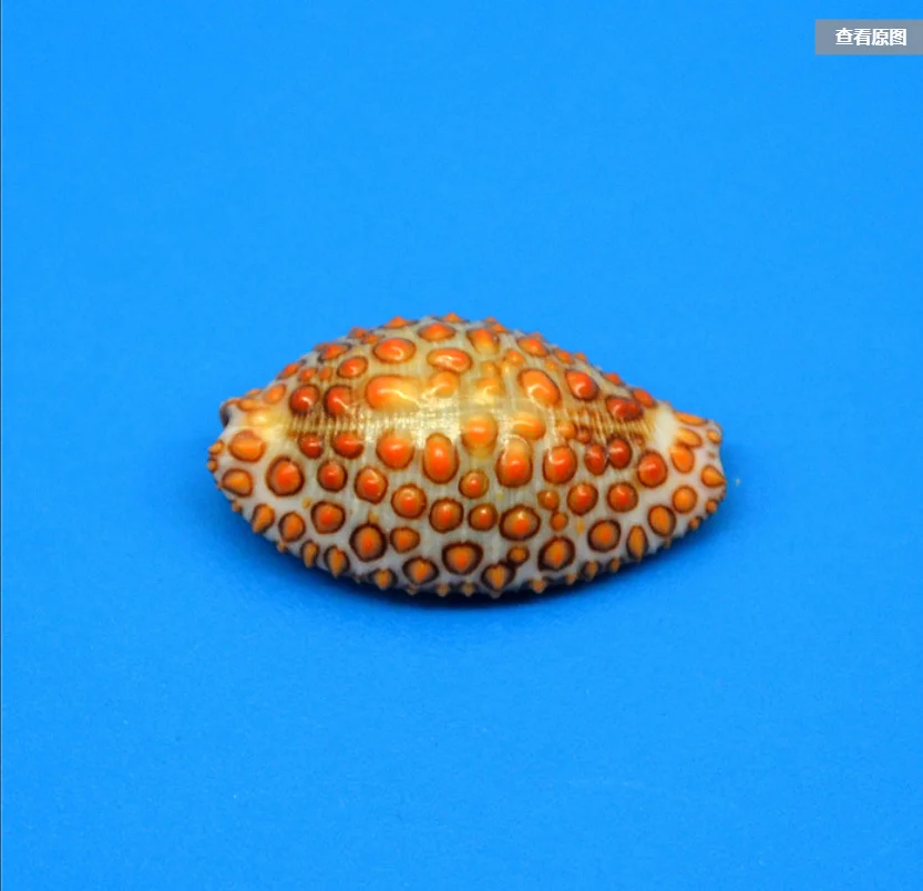 

cowrie Small shells muszla scallop sea shells decoration home sea accessories sea shells Seashells