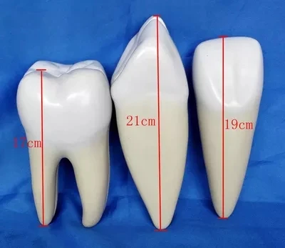 Normal tooth Anatomical Model Dental Medical Education 3pcs set free shipping