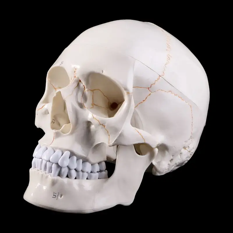 

Медицинский реквизит, модель человеческого черепа в натуральный размер, модель анатомии, медицинская обучающая голова скелета, Обучающие п...