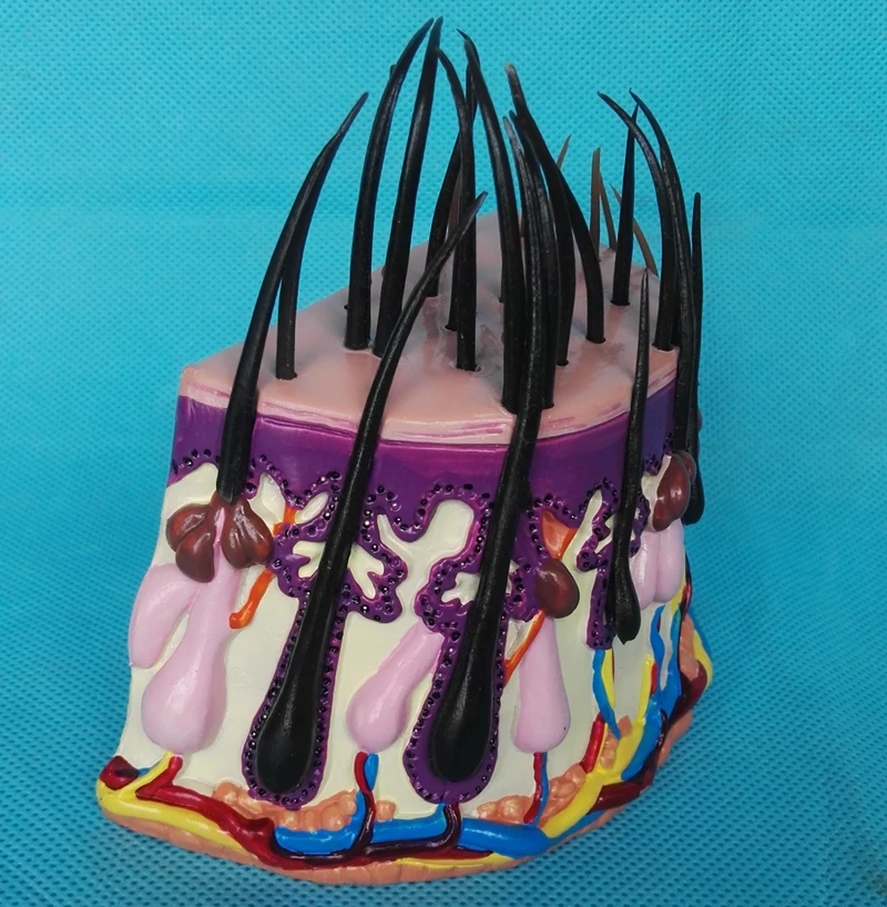 Структура кожи человека анатомическая модель увеличения волосяного фолликула