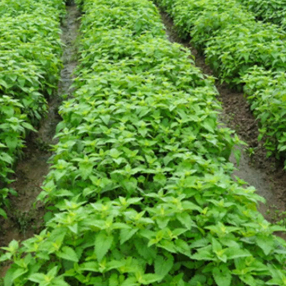 Несессер роскошные высококачественные аксессуары Простые 2018 котенок кошка мята