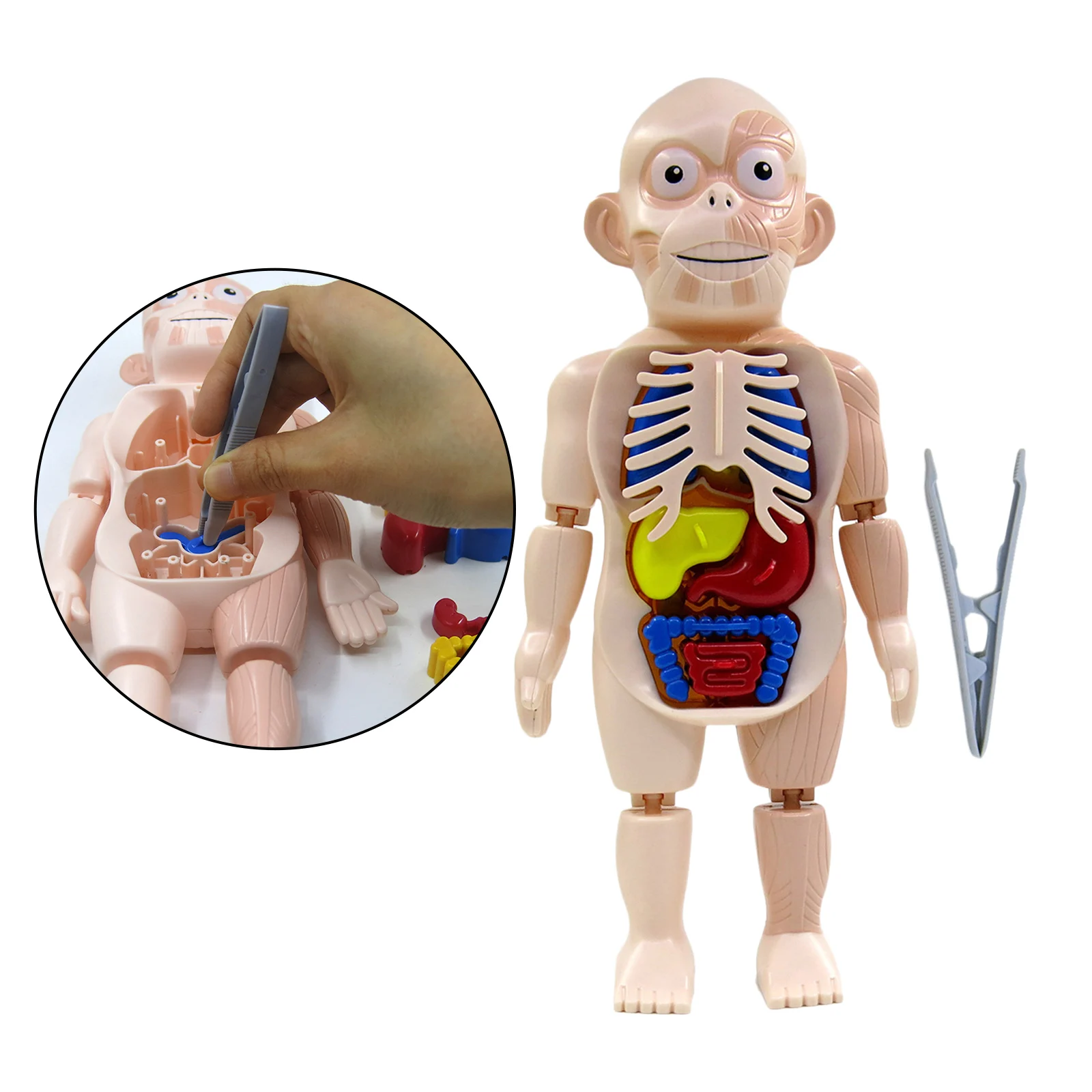 

3D Human Body w/ Organs Anatomy Educational DIY Toys for Children Demonstration Teaching Tools Scary Game