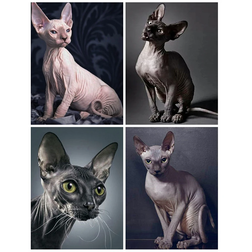 MomoArt Алмазная вышивка кошки крестом наборы 5D DIY мозаика животные тигр картина