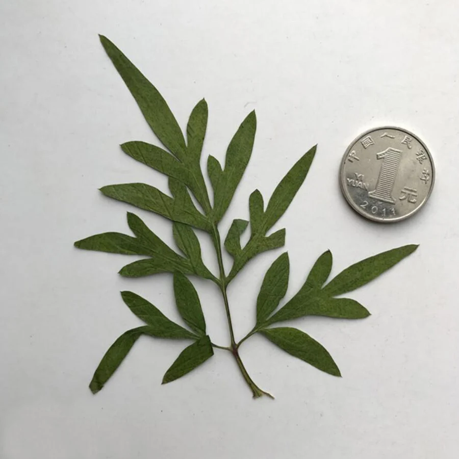 

60pcs Pressed Dried Daisy Leaf Leaves Flower Plant Herbarium For Jewelry Phone Case Photo Frame Bookmark Craft DIY Making