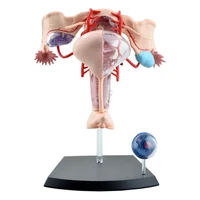 female reproductive system 4d human body organ anatomical model female uterus medical teaching model