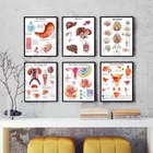 Шелковый постер с изображением человеческих органов, сердца, мозгов, медицинских знаний, образовательная печать, больничные настенные картины, украшение