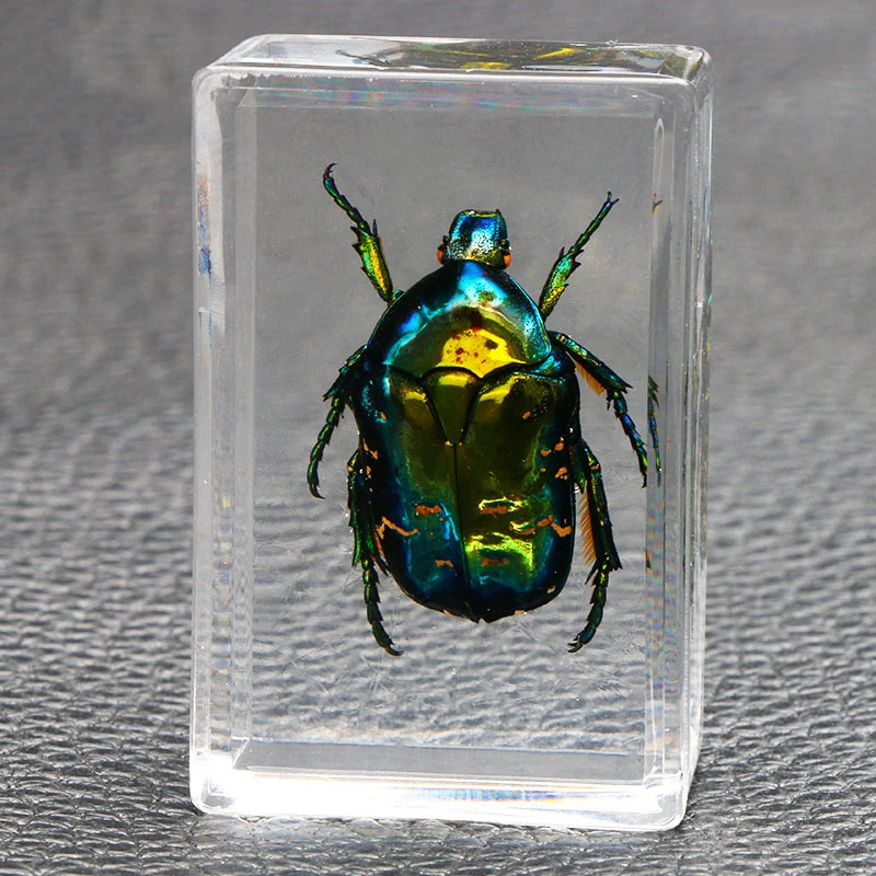 

Beautiful Insect In Resin Animal Collection Paperweight for Office Desk for Men Women Biology Science Teacher Education JDH88