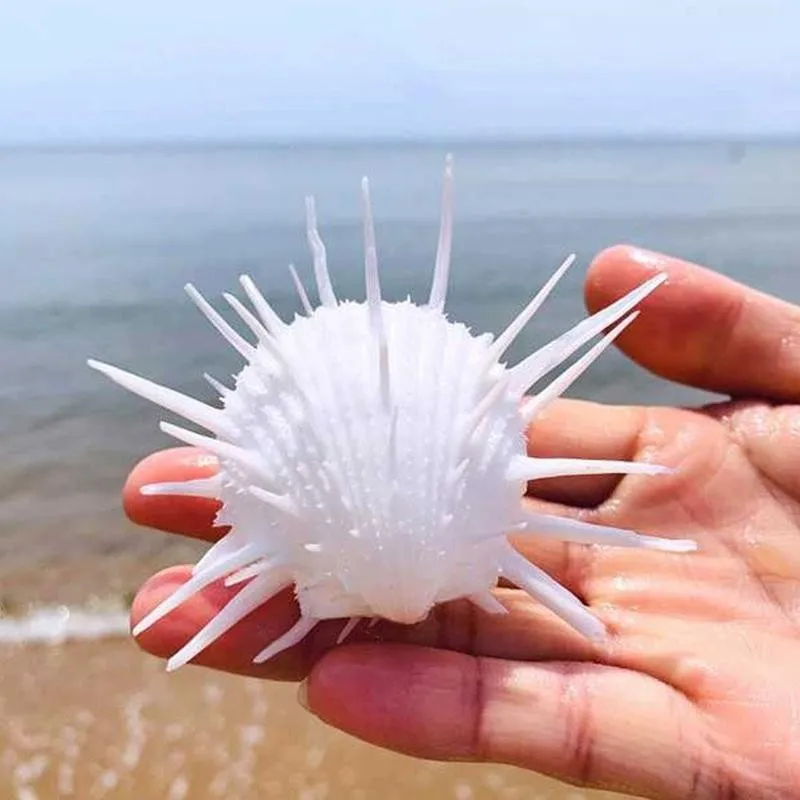 

7-11 см натуральная морская Хризантема моллюск шипы тысяча ракушек белые хризантемы ракушки 1 шт.