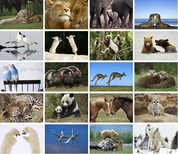 

Animal affection lion panda kangaroo bird postcard 16pcs/set