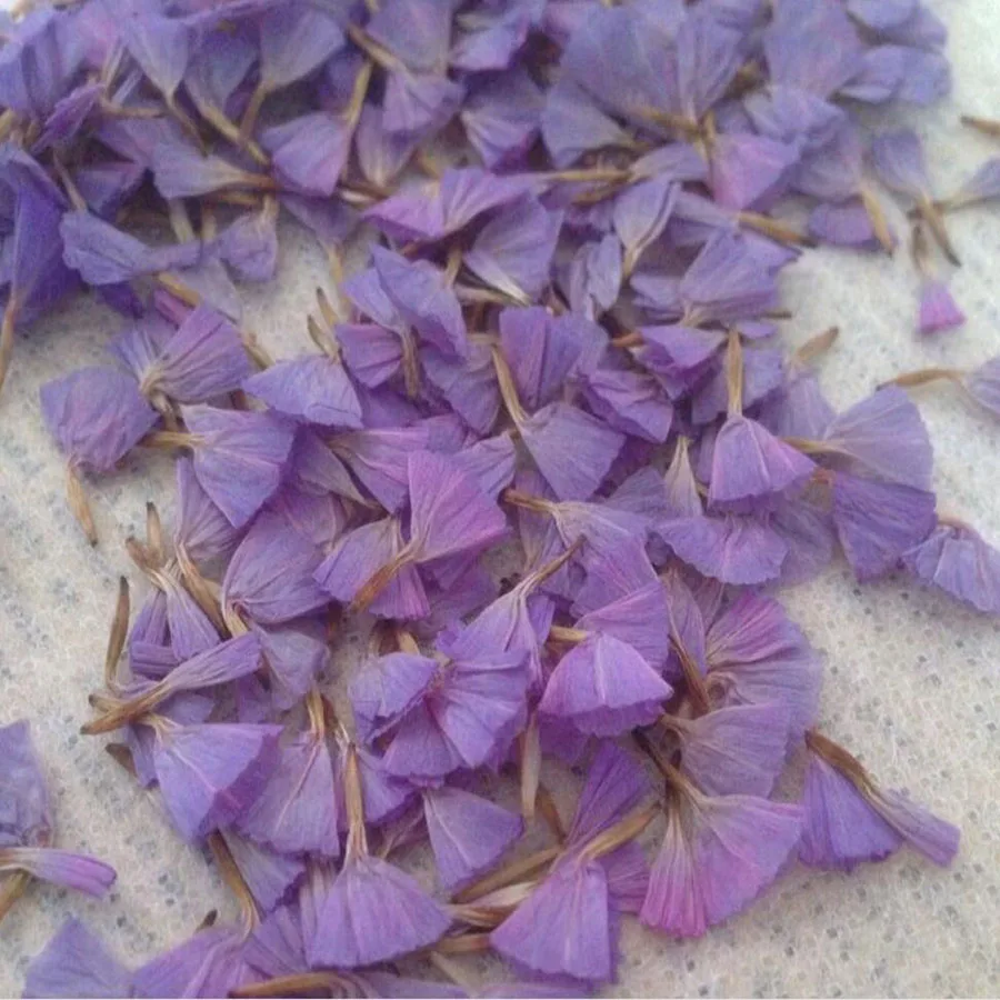 100 шт. прессованные сушеные фиолетовые лепестки цветка миосотиса силватика