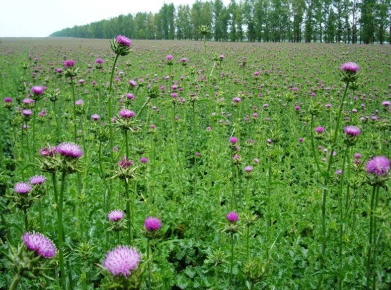 Высококачественный чистый экстракт силимарина в порошке защищает печень