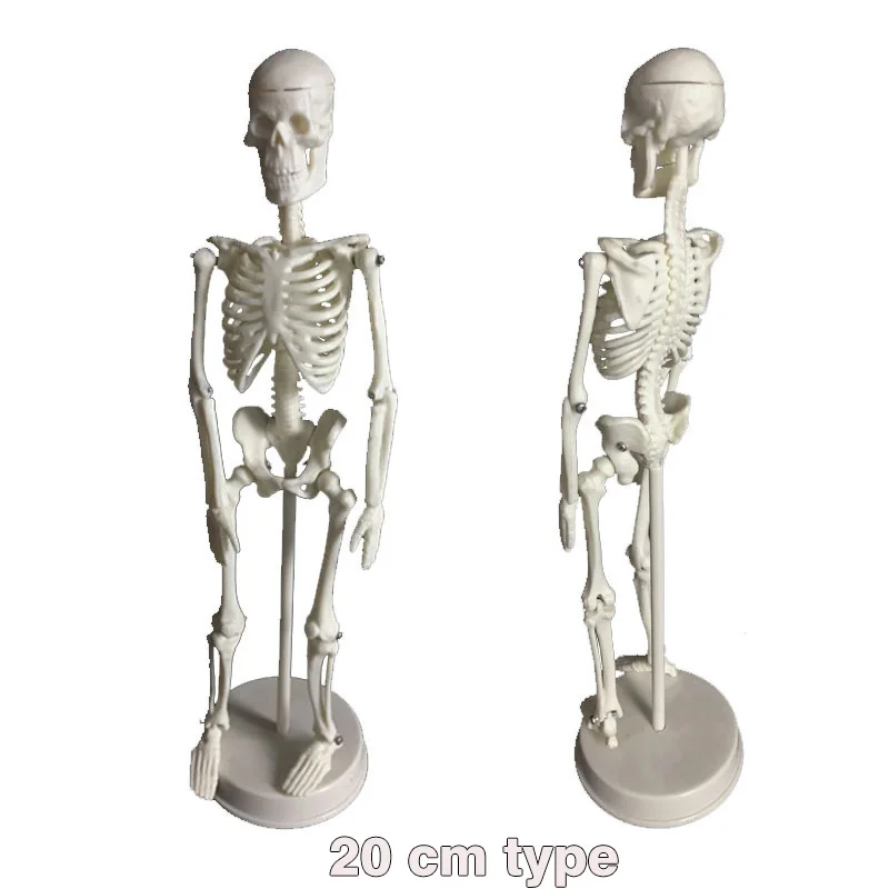 

Human Anatomical Anatomy Skeleton Model Medical Learn Science Medicine Teaching Equipment Skull Model 45CM
