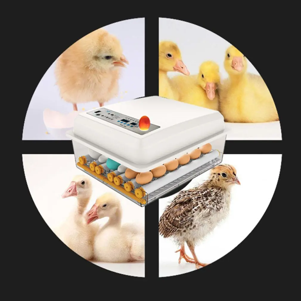 

Mini Brooder Small Chicken Bird Egg Incubator Hatchers Poultry Hatchery Machine Eggs 16 Hatching for Quail Parrot Duck Pigeon