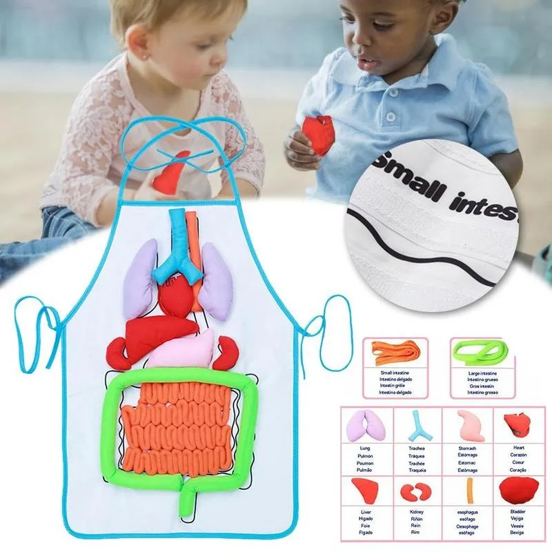 

1pc Anatomy Apron Human Body Organs Educational Insights Human Organs Home Apron Aids Toys For Children Body Teaching Anato I7E5