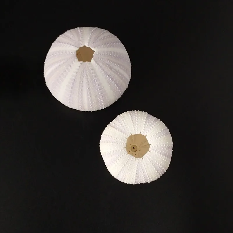 Бесплатная доставка (6 шт./лот) натуральный сон фиолетовый морской Urchin ракушка