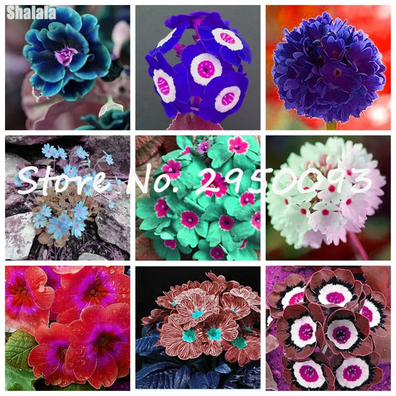 100 Примула для искусственных цветов плантатор | Дом и сад