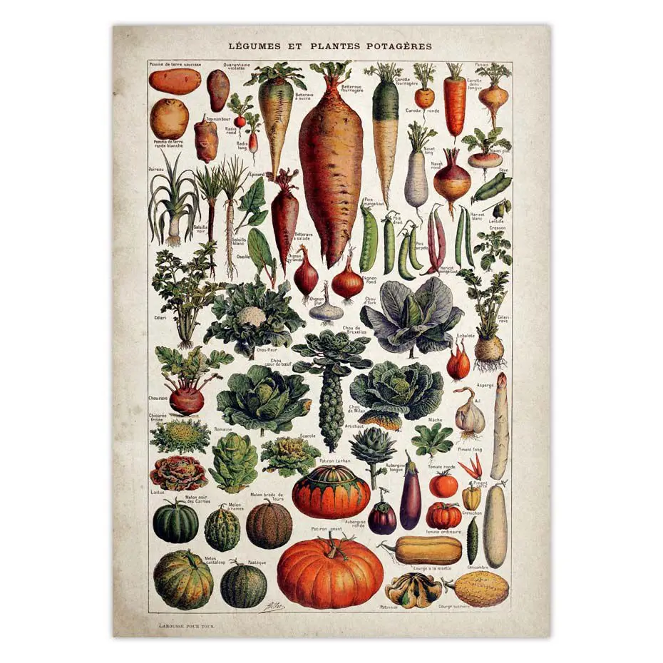 

Vintage Poster Vegetable Fruit Mushroom Canvas Paintings Antique Wall Art Print Botanical Pictures Science Kitchen Decoration