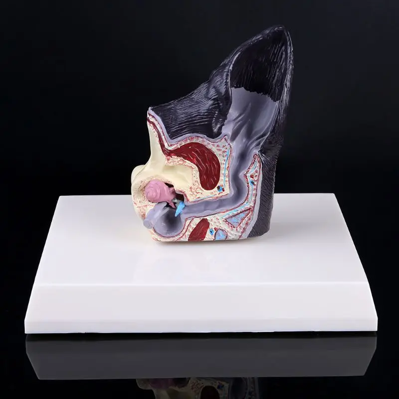 

Dog Ear Lesion Animal Anatomical Model Veterinary Science Aids Teaching Research