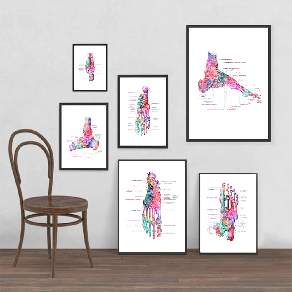 Плакат медицинский на стену винтажный постер по методике анатомии ног мышечной