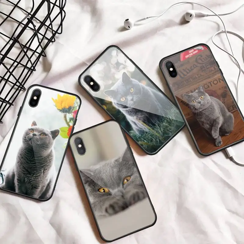 

British Shorthair cat Cute animal Phone Case Tempered glass For iphone 6 7 8 plus X XS XR 11 12 13 PRO MAX mini