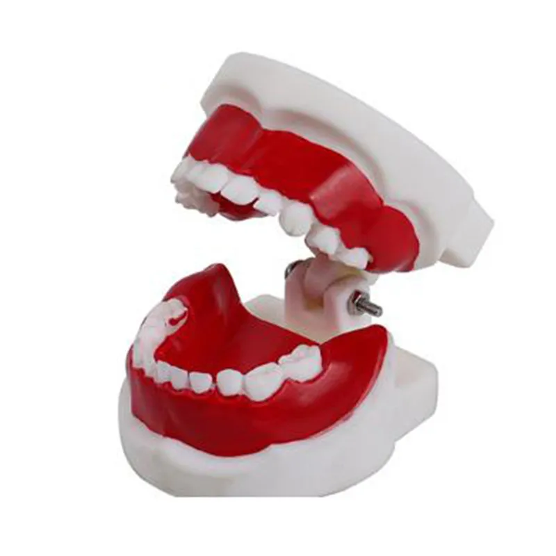 ly52 Plastic White 3-6 Years Old Child Dental Teeth Model