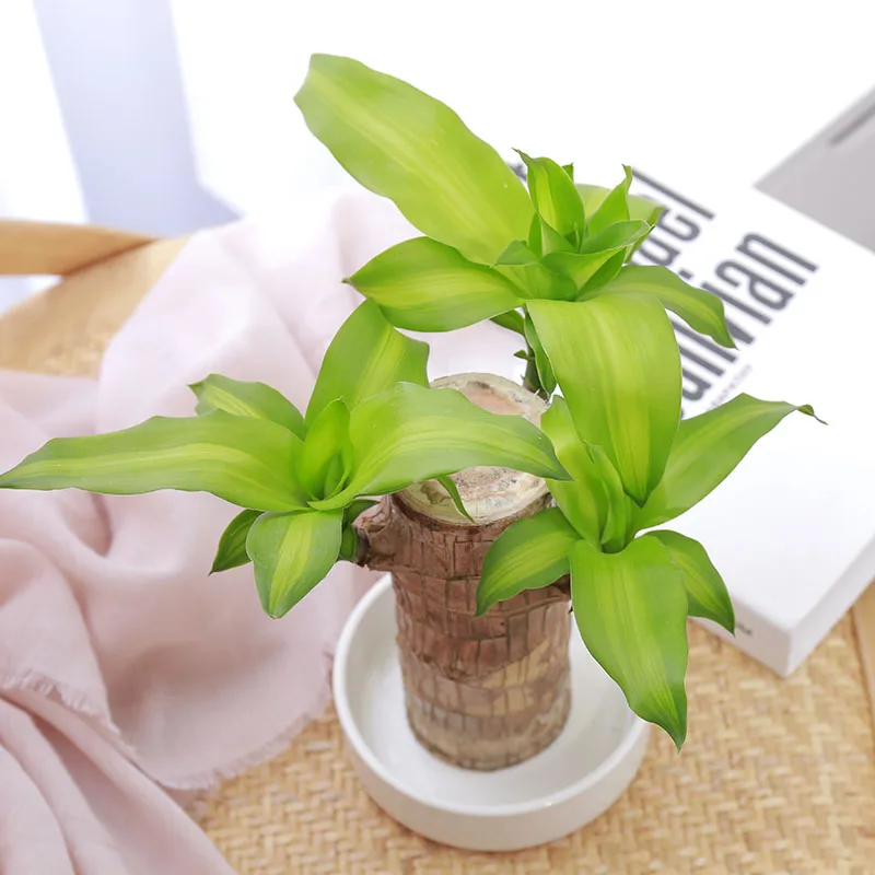 

Home Decor Brazilian Wood Green Plant Lucky Wood Hydroponic Potted Plants Artificial Plants Indoor Office Desktop Decoration