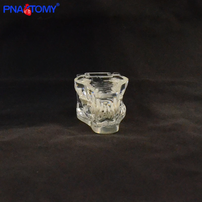 Прозрачный собачий череп в натуральную величину модель собаки и зубы