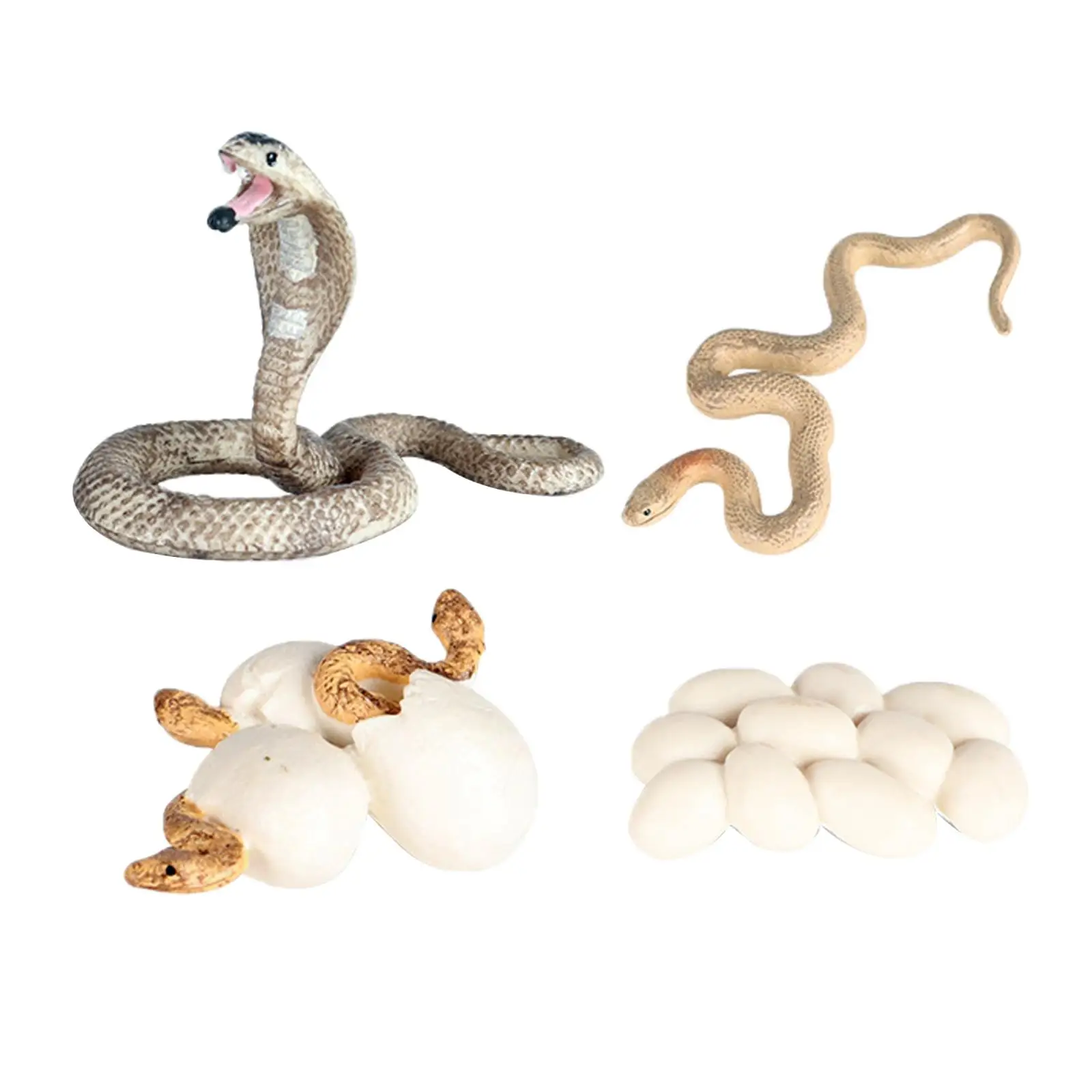 

Growth Life Cycle Figures Child Education Biology Toys Themed Party